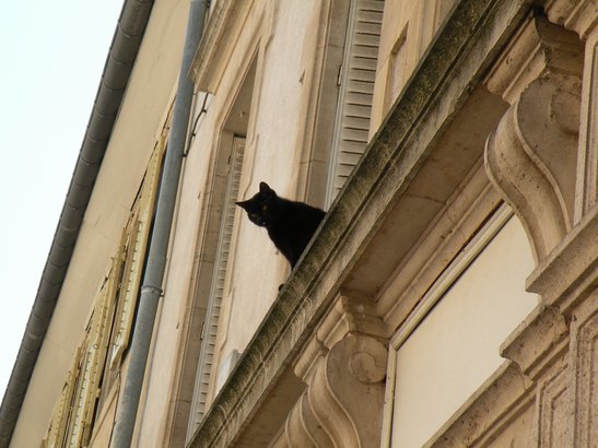  un chat noir sur une corniche